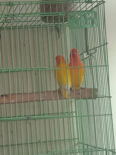 love love birds