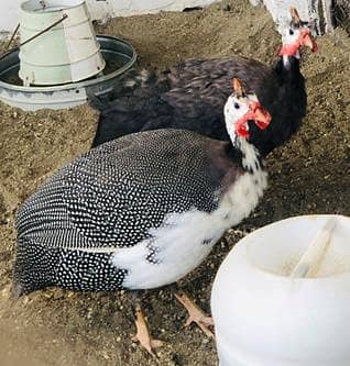 Gunifowl 1male2female each 1,800