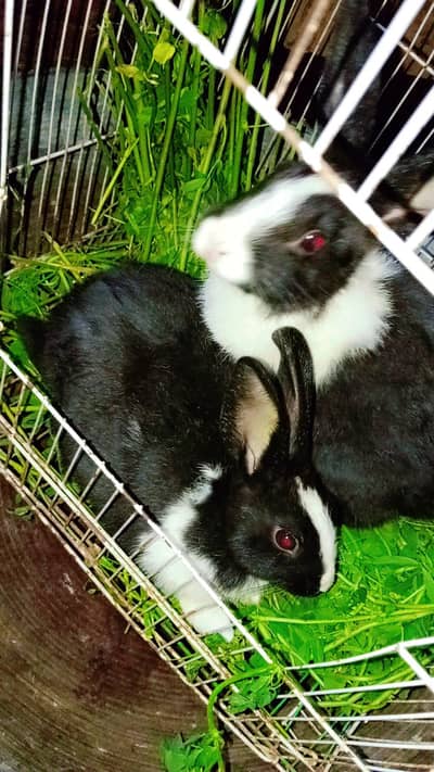 rabbits