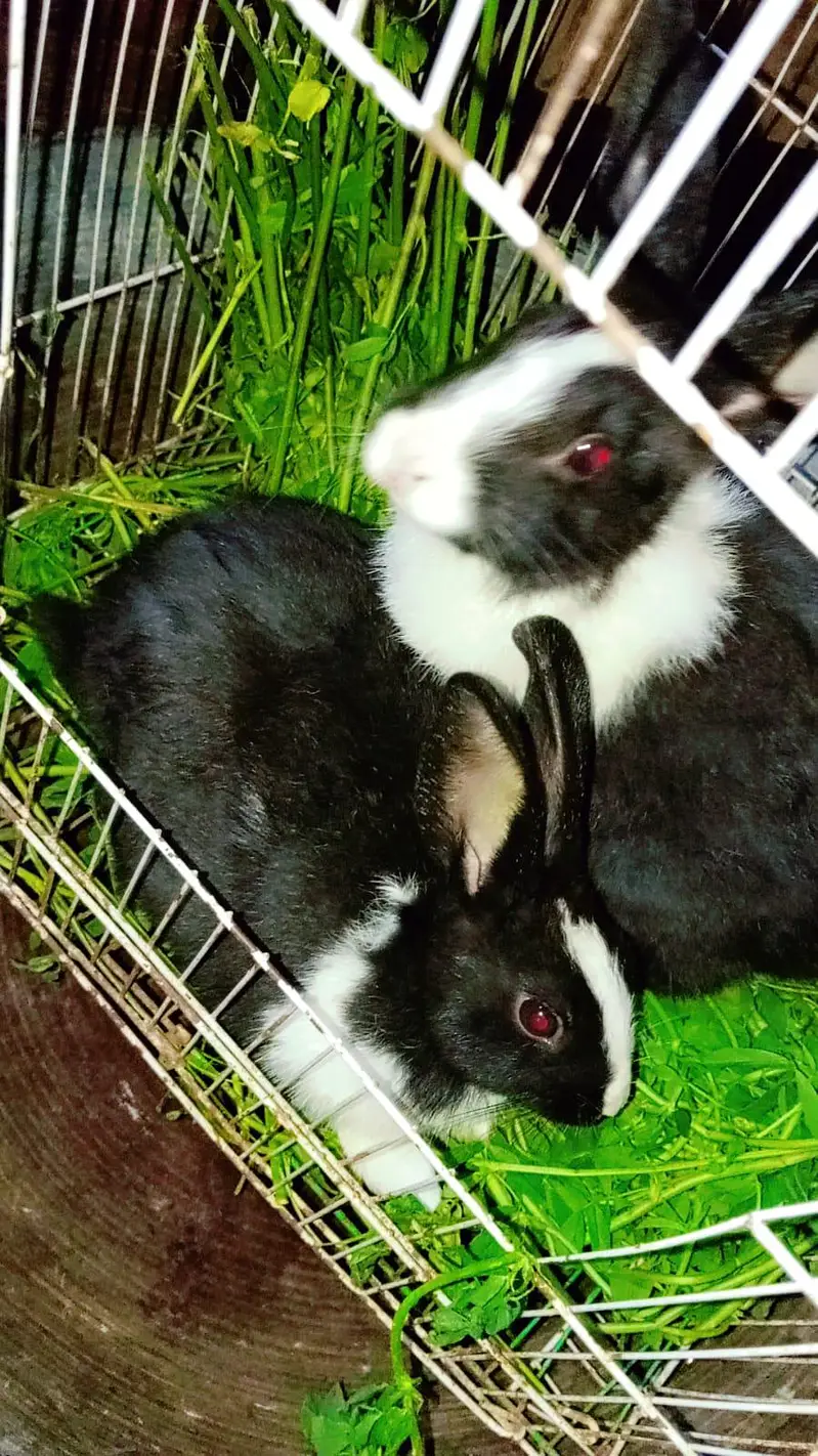 rabbits