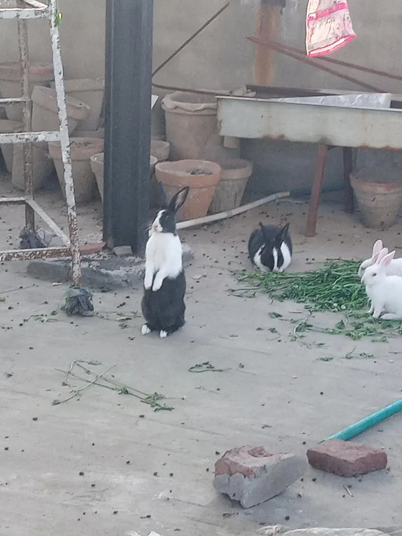 rabbits — photo 2