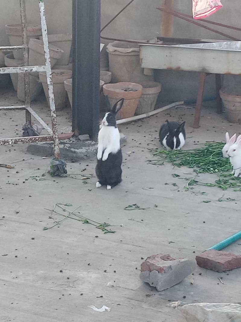 rabbits 2