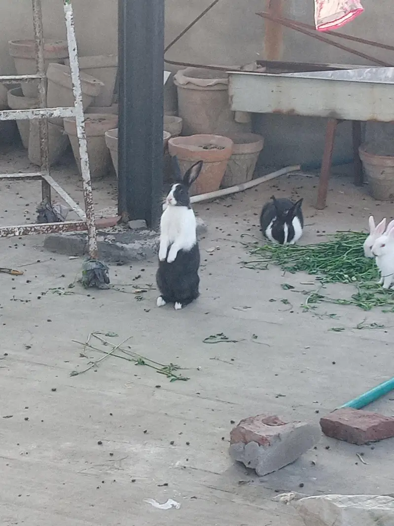 rabbits — photo 3
