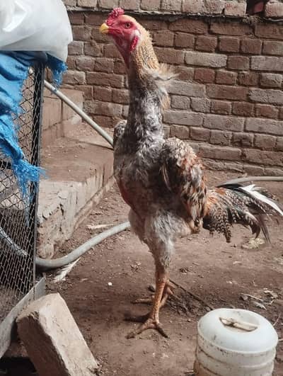 Shamoo aseel chiks available