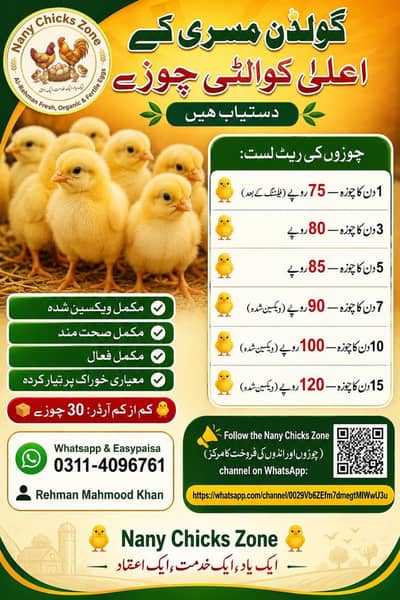 golden misri | desi chicks | misri chicks 1 days to 15 days old chick