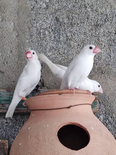 White Java | Java Breeder Pair