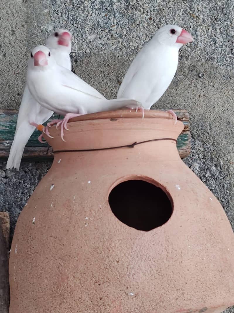 White Java | Java Breeder Pair 1