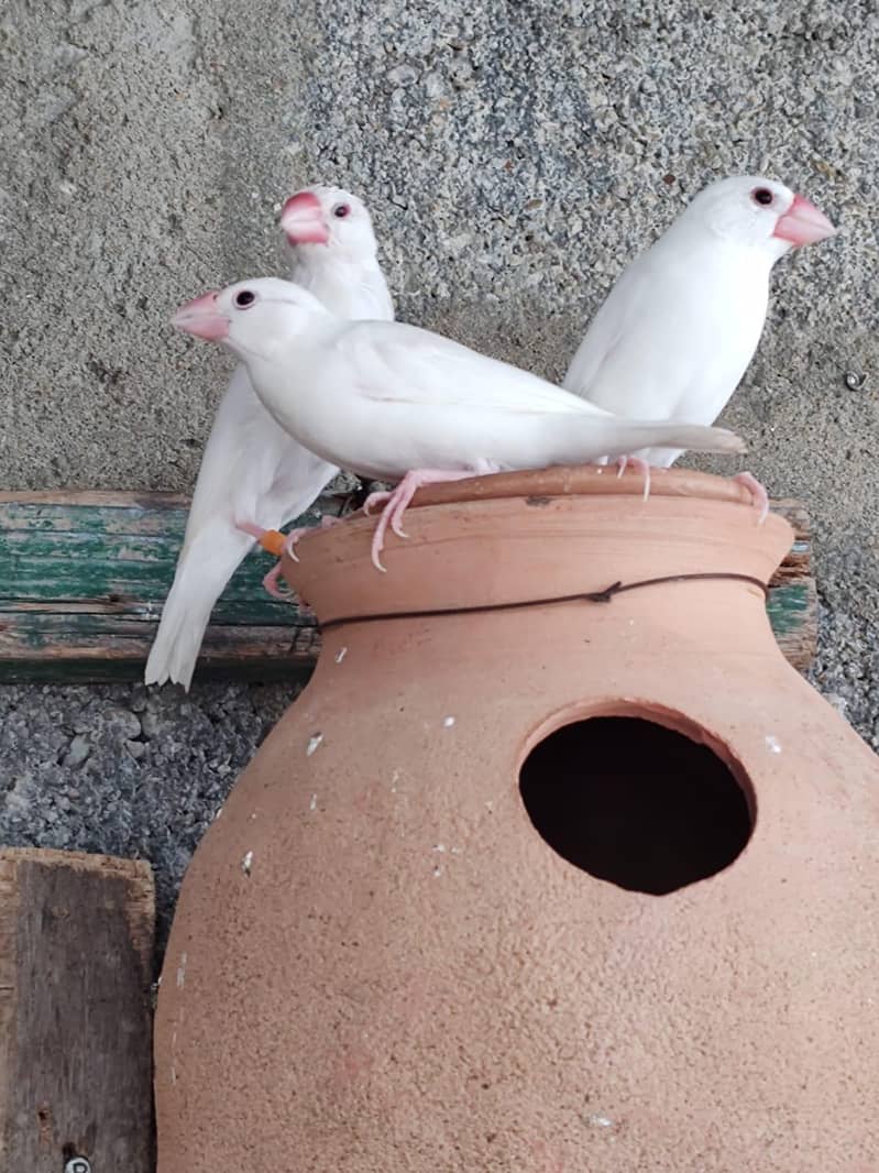 White Java | Java Breeder Pair 2