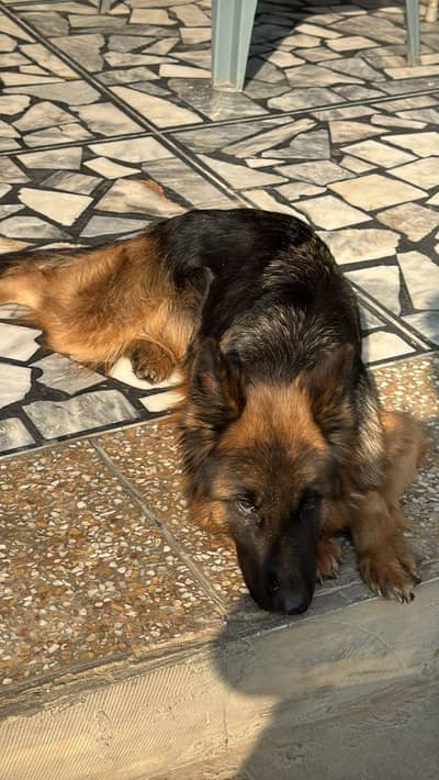 German shepherd female long coat