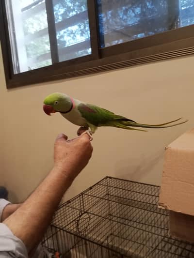 green parrot+cocktail