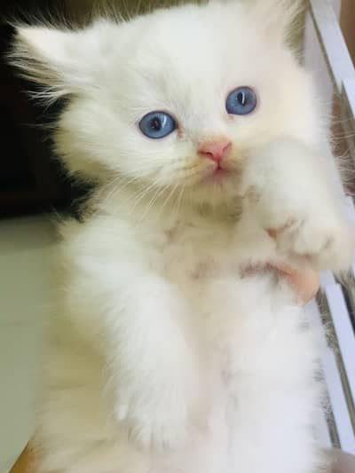 Persian kittens