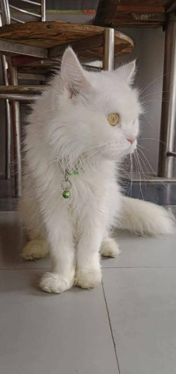 cute cat 0