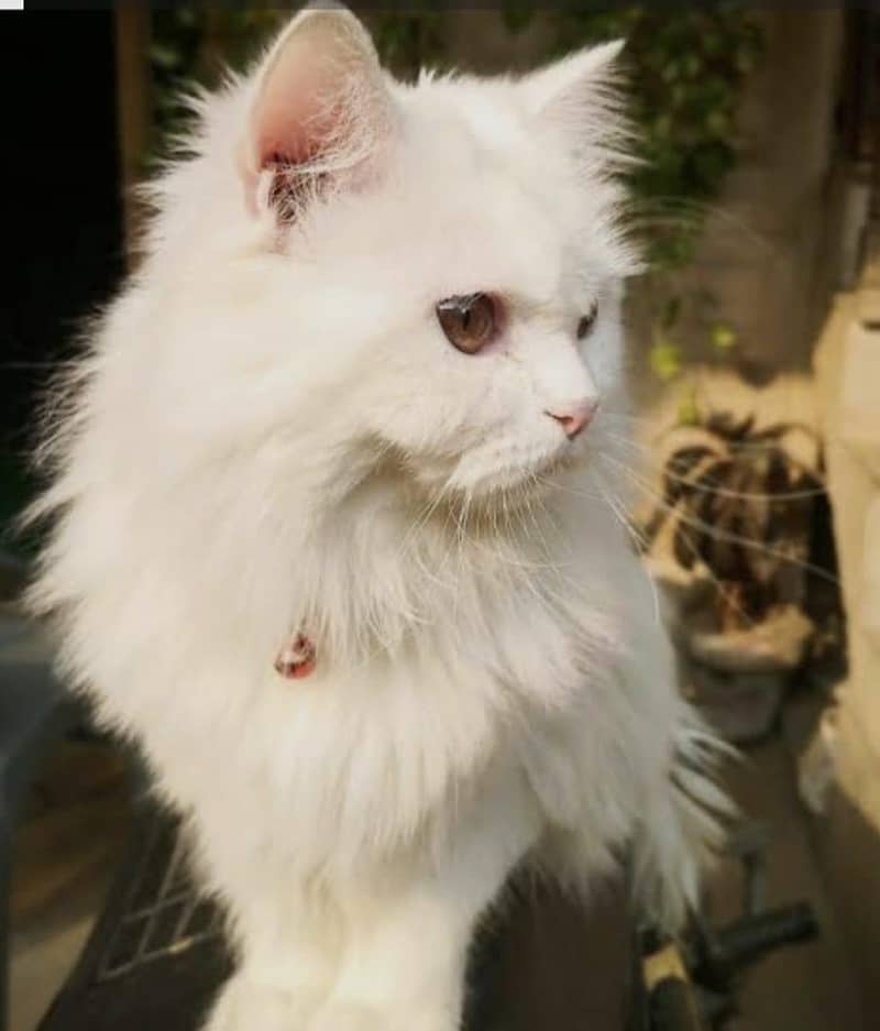 cute cat 1