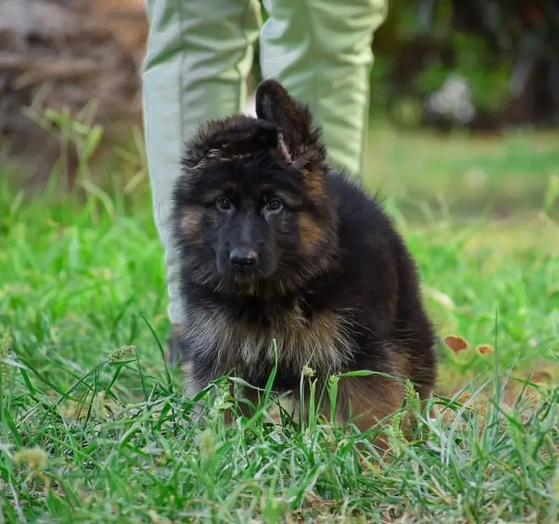 German shepherd | gsd | Puppy | Shepherd Dog | Puppies | Long Coat — photo 2