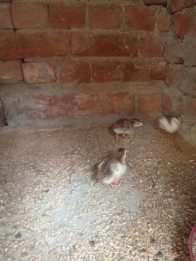 Guinea Fowl for Sale Healthy chicks