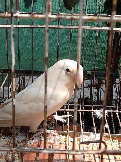 Albino Lovebird/lovebird / female