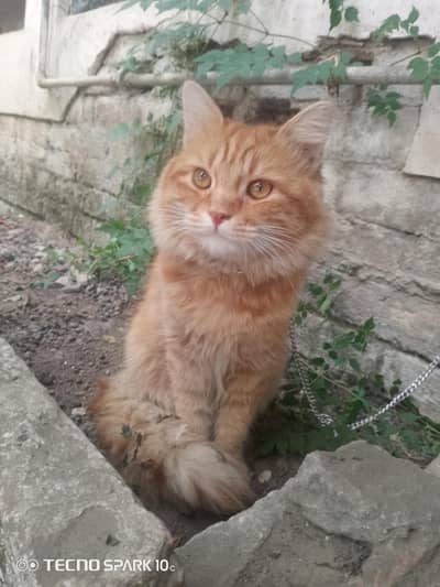 Persian male cat for sale