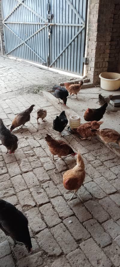 Desi golden mishri all hens proper egg laying hens