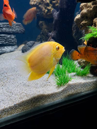 Beautifull red spoted severum fish for sell