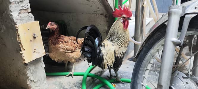 Murgha and Murghi Pair for Sale