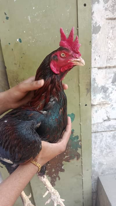 Aseel bangam all point ok breeder