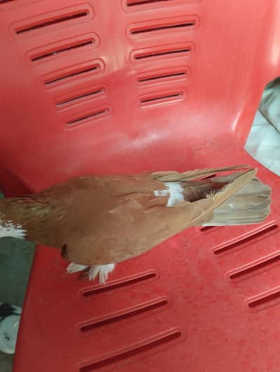 fancy pigeon breeder pair