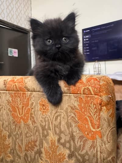 Persian kittens