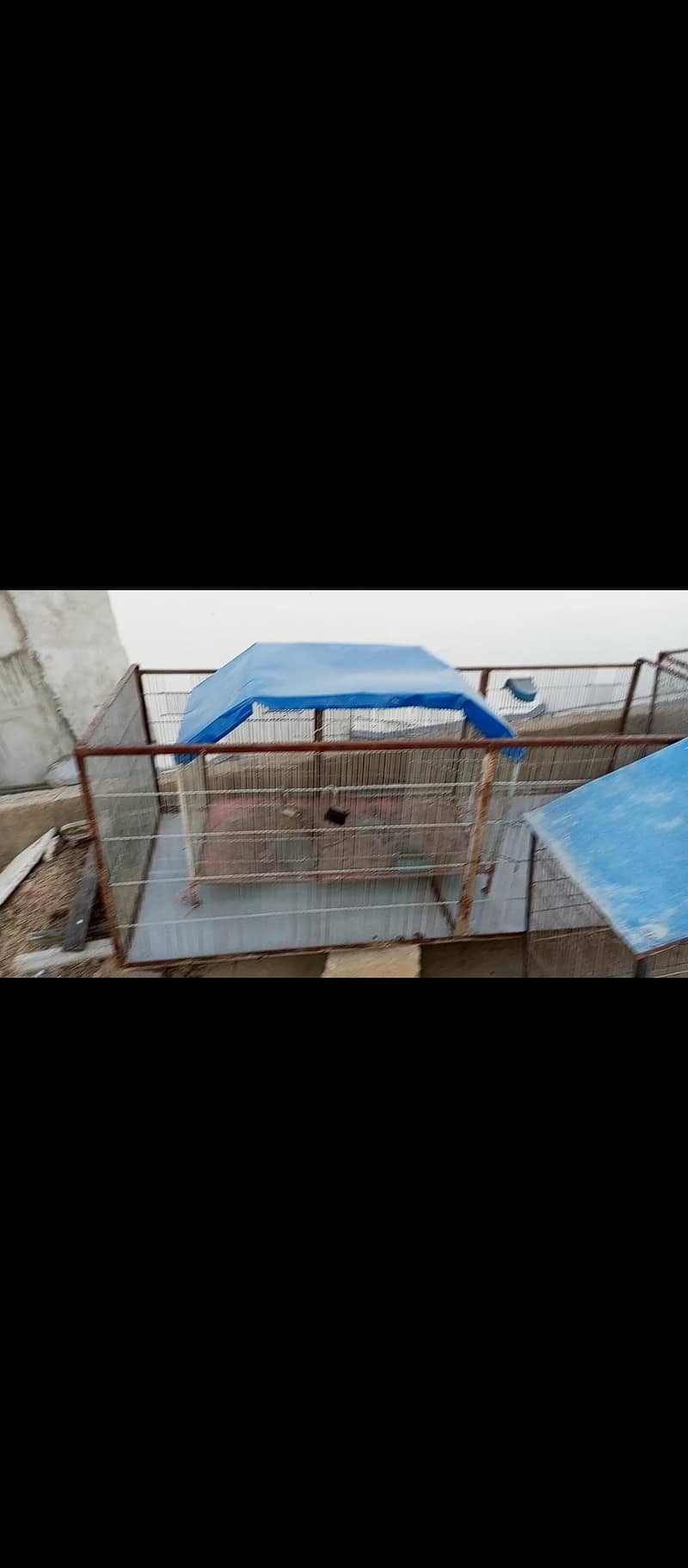 hen cage 3