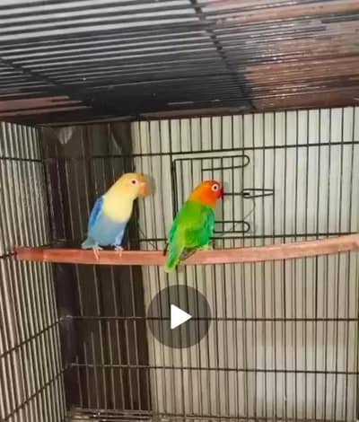 love birds different breeder pairs