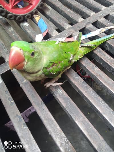 Jumbo size Raw parrot baby