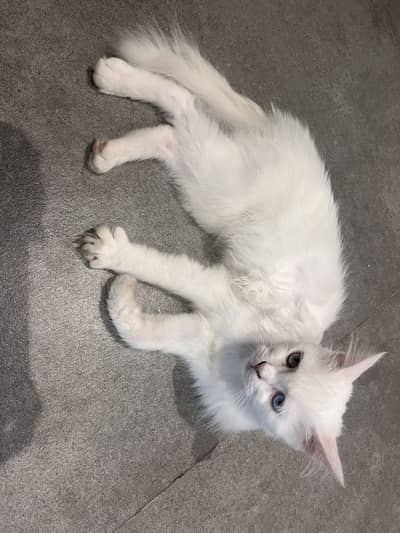 Double coated fluffy cat two eyed