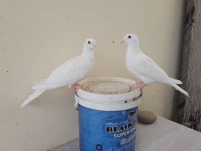 adult dove baby red eyes and black eyes