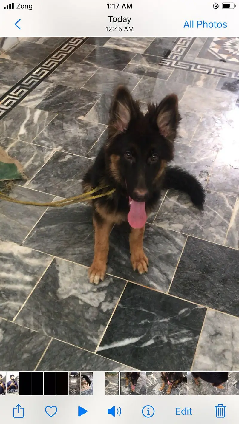German long coart important blood line — photo 2