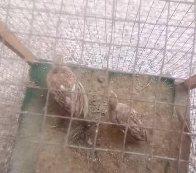 Irani teetar chicks