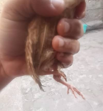 Irani teetar chicks