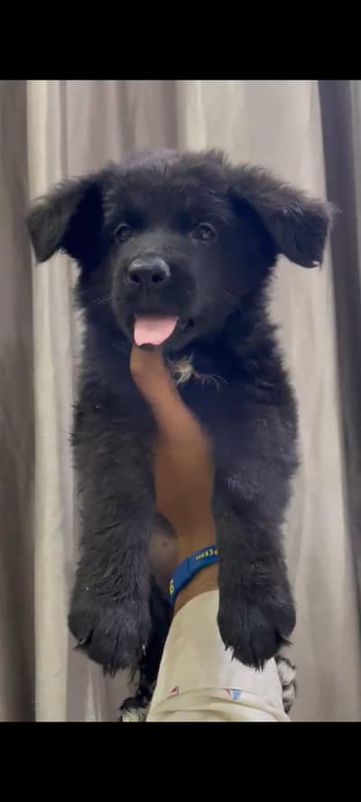 Black shepherd female black tan male available for sale location LHR