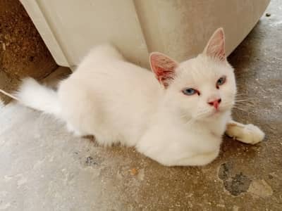 Russian Persian white adult cat with blue eyes