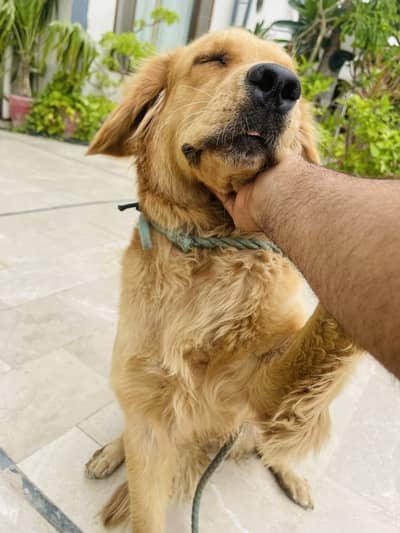 Golden Retriever Female Vaccinated & Trained