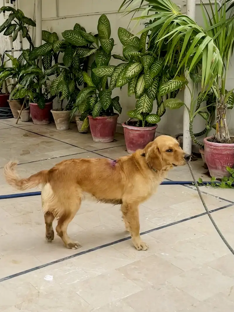 Golden Retriever Female Vaccinated & Trained — photo 2