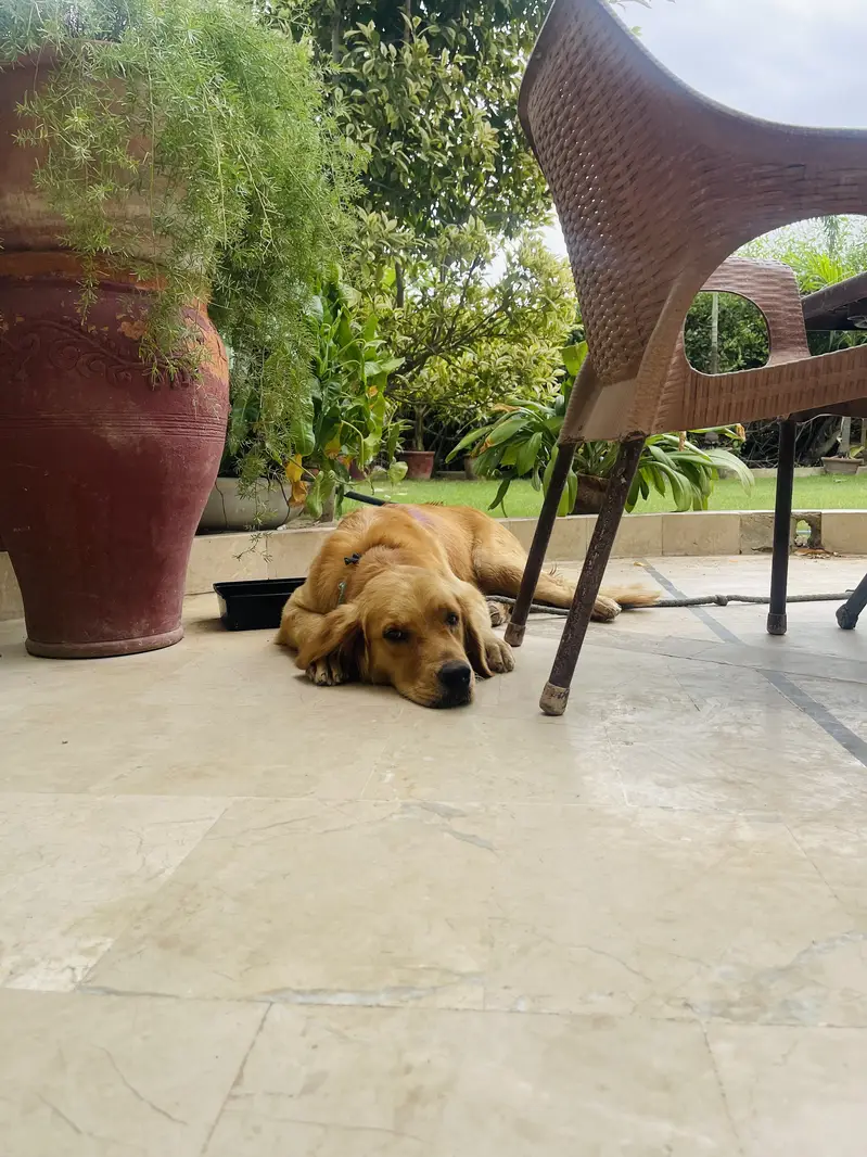 Golden Retriever Female Vaccinated & Trained — photo 3