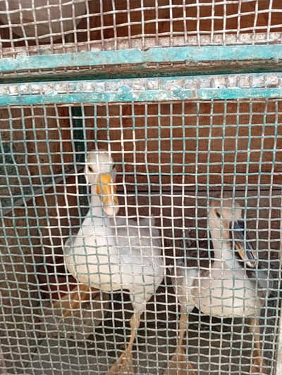 Pakin duk pair