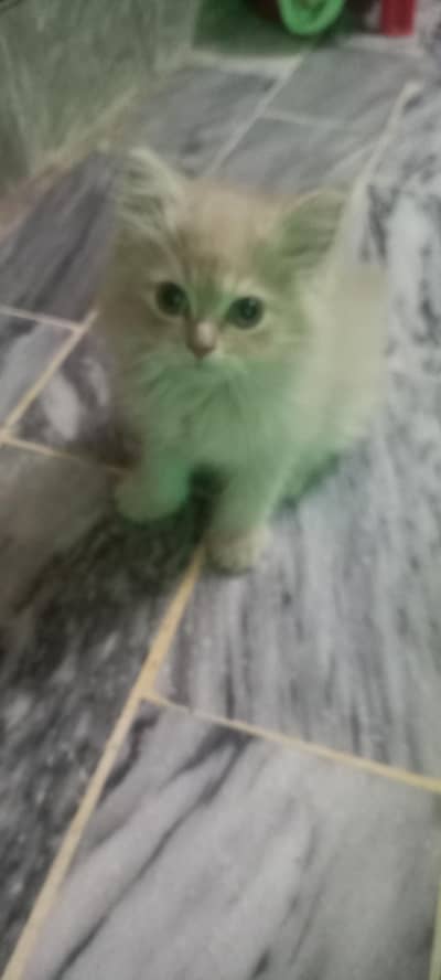 PURE PERSIAN PUNCH FACE KITTENS