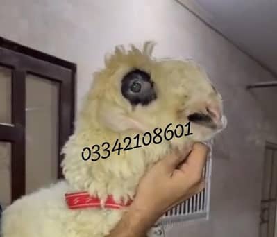 dumba sheep mundra gulabi abluck Bakra goat kajla larkana baby kid