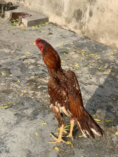 Peela patha high quality in low price