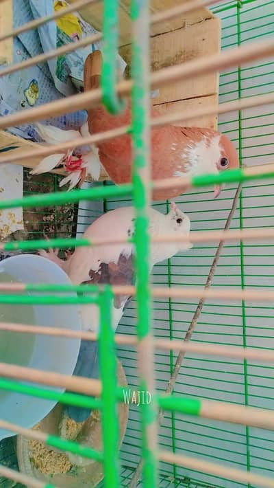 fancy pigeon breeder pair