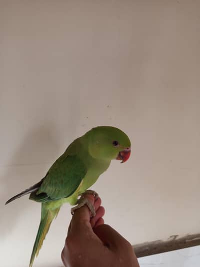 hand tamed green ring neck parrot