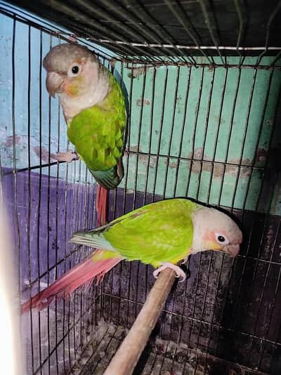 1 pair of healthy and active pineapple conure