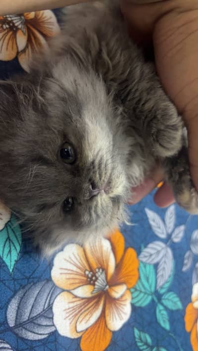 Persian kitten