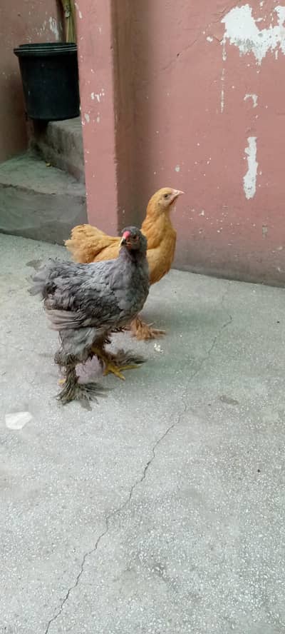 Barama & buff chicks.