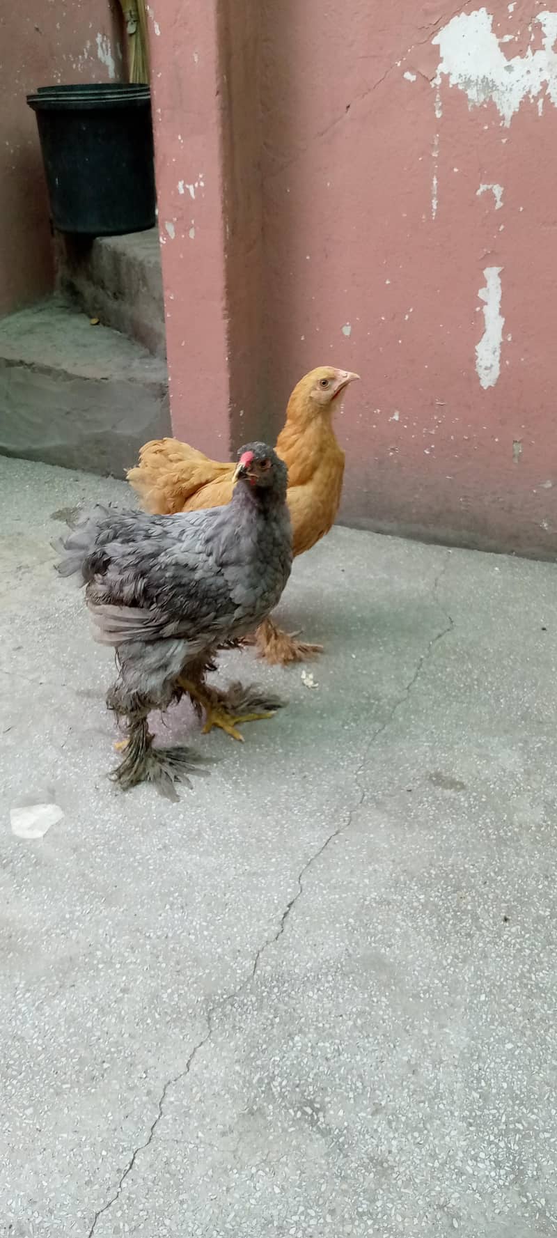 Barama & buff chicks. 0